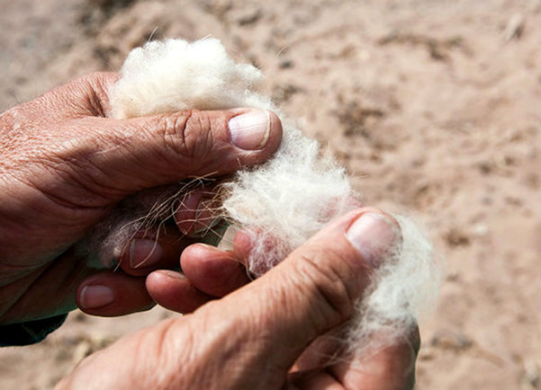 vicuña, vicuna, lana vicuña, vicuna wool, reserva aguada blanca, lana más cara, luxury wool, arequipa, perú