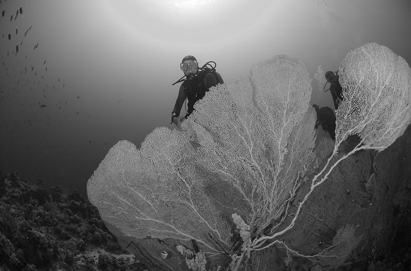 Buceador observando un coral