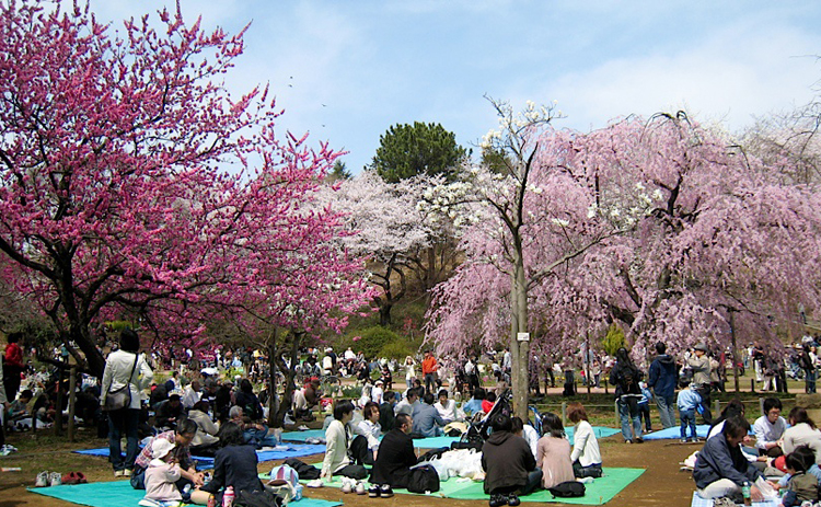 HANAMI - FIESTAS DE LOS CEREZOS EN JAPÓN Y EN BRASIL Hanami