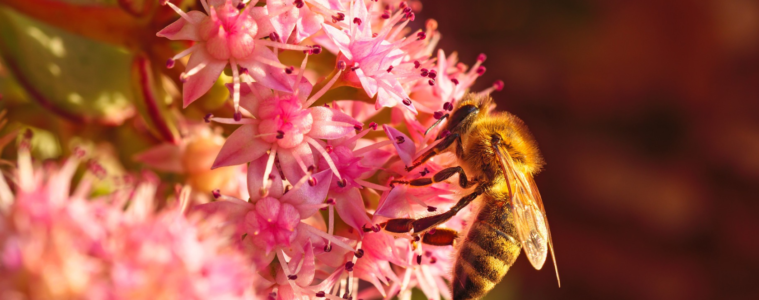 guerlian-abejas-MAGAZINEHORSE